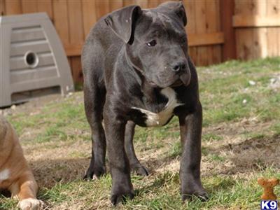 Puppies in OR
